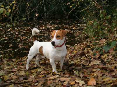 Cani che vanno di moda: Jack Russell